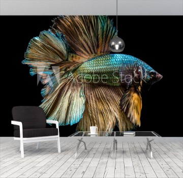 Picture of Capture the moving moment of golden copper siamese fighting fish